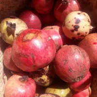 انارترش پیوندی ارگانیک