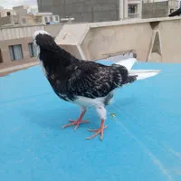 کفترجوجه شازده