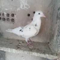 کفتر|پرنده|ری, صفاییه (چشمه علی)|دیوار