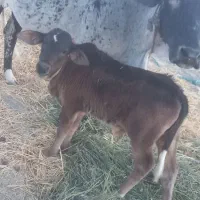 فقط معاوضه با گاو تازه زا شیری