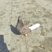 دم سفید اشعل نر|پرنده|امیدیه, |دیوار