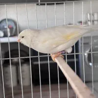 قناری نر سفید