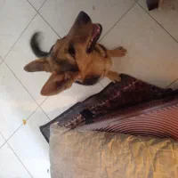 سگ آلمانی|سگ|تبریز, |دیوار