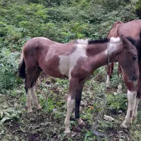 مادیان سال چهار با کره نریان ابلغ|اسب و تجهیزات اسب‌سواری|آستانه اشرفیه, |دیوار