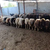 بره پرواری|حیوانات مزرعه|بندر گز, |دیوار