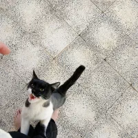 گربه خانگی|گربه|تربت‌حیدریه, بالا ولایت|دیوار