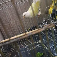 طوطی برزیلی ماده|پرنده|تهران, اسکندری|دیوار