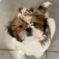 شیتزو سوپر فلت|سگ|تهران, پونک|دیوار