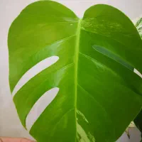 برگ انجیری ابلق، مانسترا ابلق|گل و گیاه طبیعی|قم, انسجام|دیوار