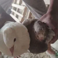 کبوتر|پرنده|تفت, |دیوار