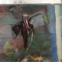 ساعت با ماهی گوپی آنجل