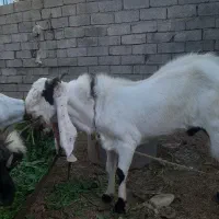 نر بز افغانی اصل اصل