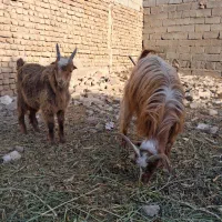 بز ماده  بزغاله نر