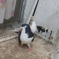 یک جفت کبوتر شیر زرد و شیر سیاه به ضمات تخم و جوجه|پرنده|نیشابور, شهرک اندیشه|دیوار