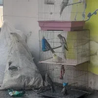 عروس هلندی حراج دانه ۸۰۰