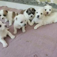 توله پاکوتاه واگزاری