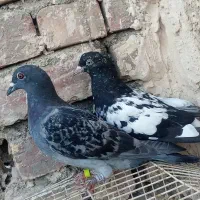 گوشی موبایل. کله ای و مگس