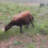 میش وبره