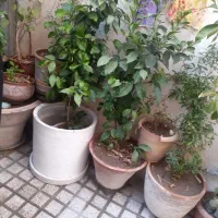 تعدادی درختچه پرتغال ‌پسته‌ لیمو شیرین|گل و گیاه طبیعی|تهران, یاخجی آباد|دیوار