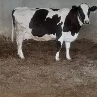 ماده گاو با گوساله ماده گاو آبستن