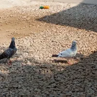 کبوترپکستانی|پرنده|بوشهر, |دیوار