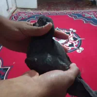 کبوتر پرشی