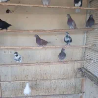 کبوتر|پرنده|یزد, |دیوار