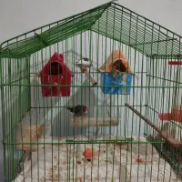 دو عدد فنچ نر ماده