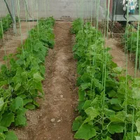 گلخانه فدک شهر ری