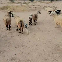 ۲۵ راس میش|حیوانات مزرعه|کازرون, |دیوار