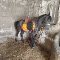 کره مادیان از خان خان سرعین ۳۰ماه