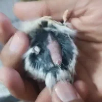 قناری|پرنده|اهواز, کوی آزادی|دیوار