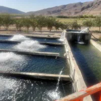 فروش پرورش ماهی