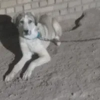 افغان سگ|سگ|صالح آباد, |دیوار