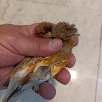 قناری نر و ماده اماده، بخون، سرخ سوخته|پرنده|باغستان, |دیوار