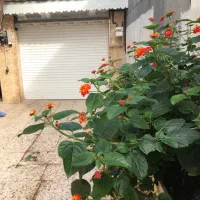 ویلا مجرد خانواده ۸۰۰ رشت|اجارهٔ کوتاه‌مدت آپارتمان و سوئیت|رشت, نیروی دریایی|دیوار