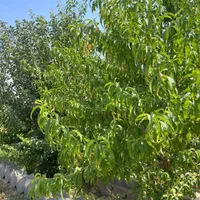 باغ با چهاردیواری قدیمی (درختان میوه مثمر)|فروش زمین و ملک کلنگی|اسلامشهر, شهرک فرهنگیان|دیوار
