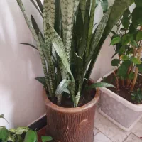 گل زیبا|گل و گیاه طبیعی|مهاباد (آذربایجان غربی), |دیوار