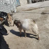 کهره فروشی|حیوانات مزرعه|دهدشت, |دیوار