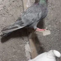 کفتر سرور کاکل|پرنده|شیراز, جوادیه|دیوار