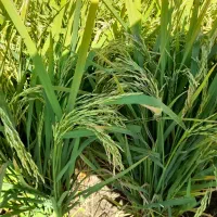 برنج طارم درجه یک|خوردنی و آشامیدنی|سیروان, |دیوار