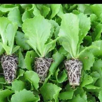 انواع نشا|خدمات باغبانی و درختکاری|سنندج, |دیوار