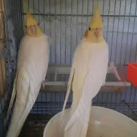 عروس هلندی و طوطی کوتوله برزیلی