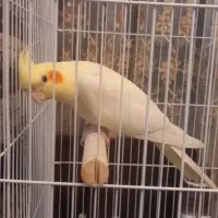 دو عدد عروس هلندی با دو قفس نو بزرگ و کوچیک