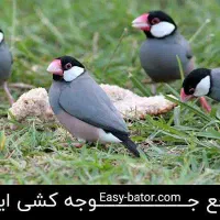 ۳۰عدد مرغ عشق و انواع فنچ|پرنده|ایذه, |دیوار