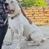 دگو ارژانتینی