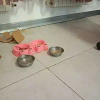 وسایل زندگی حیوون خانگی زیر قیمت|لوازم جانبی حیوانات|مشهد, امیریه|دیوار