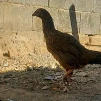 خروس ماکیان|حیوانات مزرعه|سراوان, |دیوار