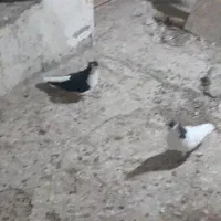 کبوتر|پرنده|بناب, |دیوار