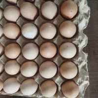 تخم مرغ نژاد پیلموت راک